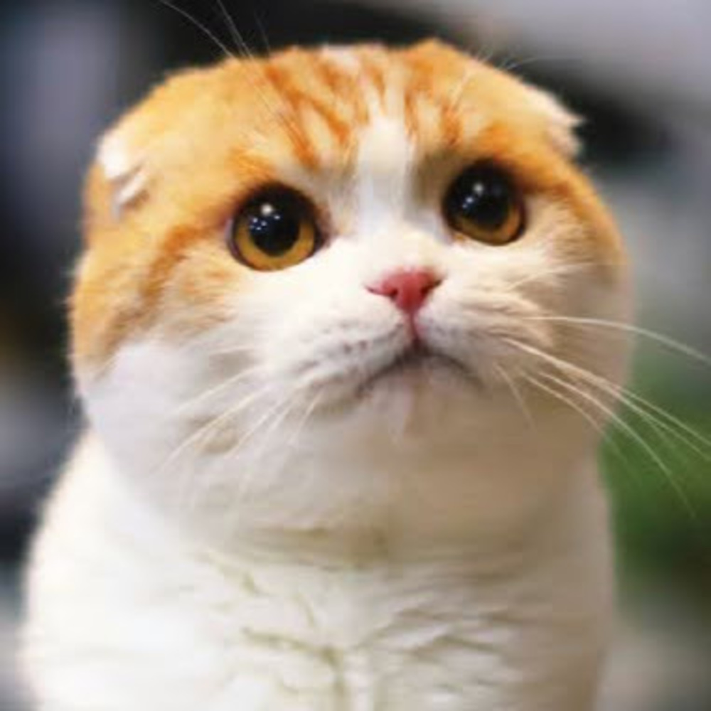 Meet your Posher, Kittycat